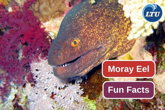 Discovering the Intriguing Secrets of Moray Eels